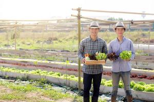 hermoso retrato jóvenes dos hombres cosechan y recogen huertas orgánicas frescas en una canasta en la granja hidropónica, agricultura para alimentos saludables y concepto de empresario empresarial. foto