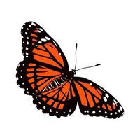 butterfly vector sketch