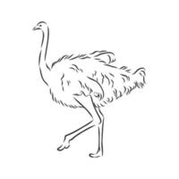 ostrich vector sketch