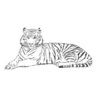 tiger vector sketch