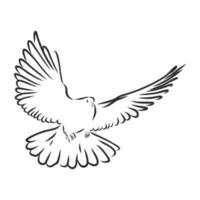 pigeon vector sketch