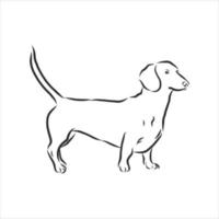 dog vector sketch