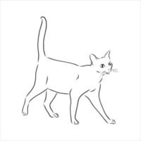 bosquejo del vector del gato