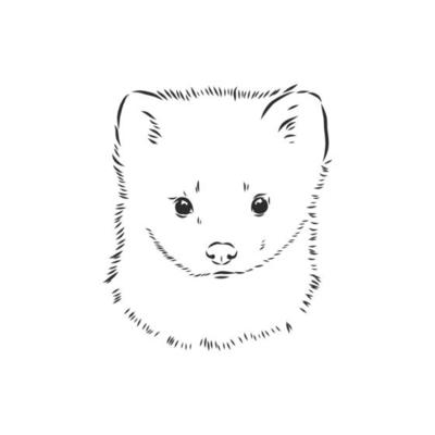 sable vector sketch