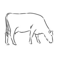 bosquejo del vector de la vaca