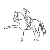 horse training vector sketch