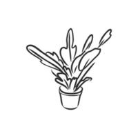 houseplant vector sketch