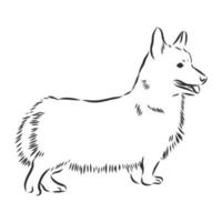 dog vector sketch