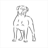 dog vector sketch