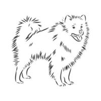 dog vector sketch