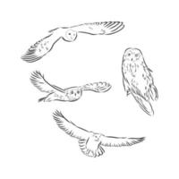 owl vector sketch