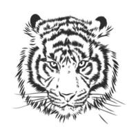 bosquejo del vector del tigre