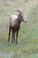 Young Bighorn Sheep, Ovis canadensis, on a hillside in Wyoming photo