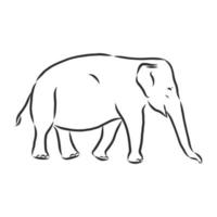 dibujo vectorial de elefante vector