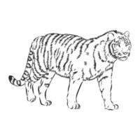 bosquejo del vector del tigre