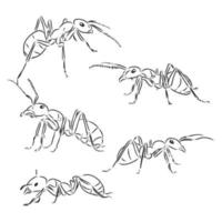 ant vector sketch