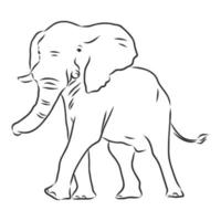 dibujo vectorial de elefante vector