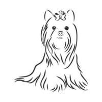 dog vector sketch