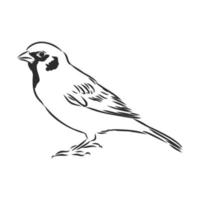 sparrow vector sketch