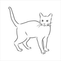 cat vector sketch