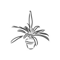 houseplant vector sketch