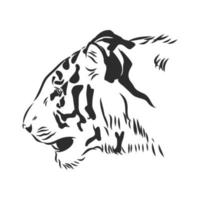 tiger vector sketch