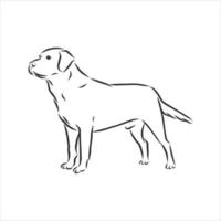 dog vector sketch