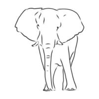 dibujo vectorial de elefante vector