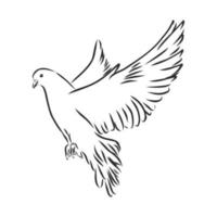 pigeon vector sketch