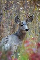 Mule Deer, Odocoileus hemionus, in the brush in Wyoming photo