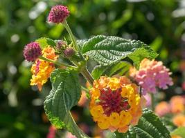 Lantana Camara Shrub flowering in Marbella Spain photo