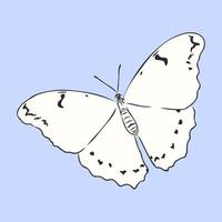 butterfly vector sketch