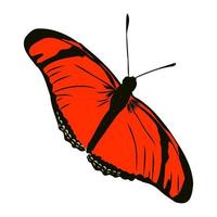 butterfly vector sketch