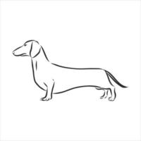 dog vector sketch