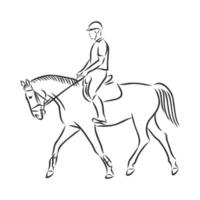 horse training vector sketch