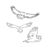 owl vector sketch
