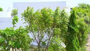 árbol de neem de la aldea india durante el verano video