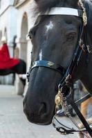 LONDON, UK - NOVEMBER 3. Horse of the Queens Household Cavalry in London on November 3, 2013. Unidentified man.