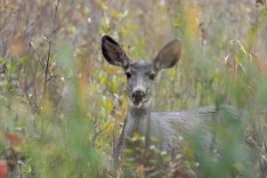 Wyoming, USA. Mule Deer, Odocoileus hemionus, in the brush in Wyoming photo