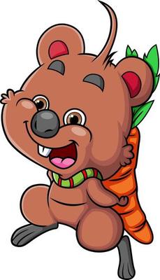 The happy quokka is walking and holding the carrot with the happy expression