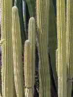 Cacti growing in Estepona Spain on a sunny spring day photo