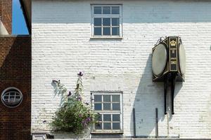 East Grinstead, West Sussex, UK, 2014. Buddleia growing out of a wall in East Grinstead photo