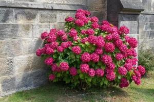 Red Hydrangea in full bloom photo