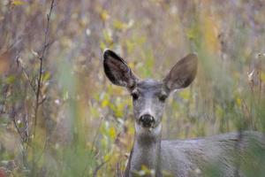 Mule Deer, Odocoileus hemionus, in the brush in Wyoming photo