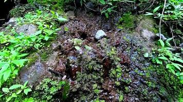 Konzept n1 natürliche feuchte tropische Vegetation in der Nähe von schlammiger Umgebung video