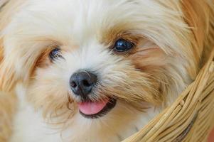 lindo cachorro shih tzu en la canasta de mimbre foto