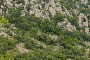 The downy oak tree, Quercus pubescens, grows in the highlands. Relic tree Oak Mountain landscape photo