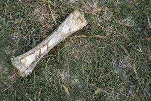 A large gnawed animal bone lies on the green grass. photo