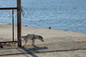 perro jack russell terrier meando en un poste de hierro contra el mar azul. foto