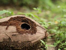 coconut with holes eaten by squirrels blur bokeh photo